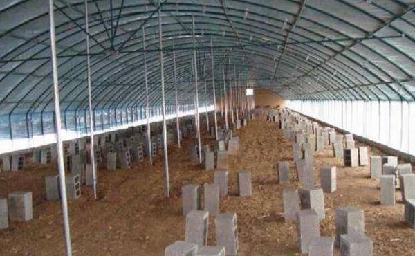 大棚养鸭的场地选择_养鸭