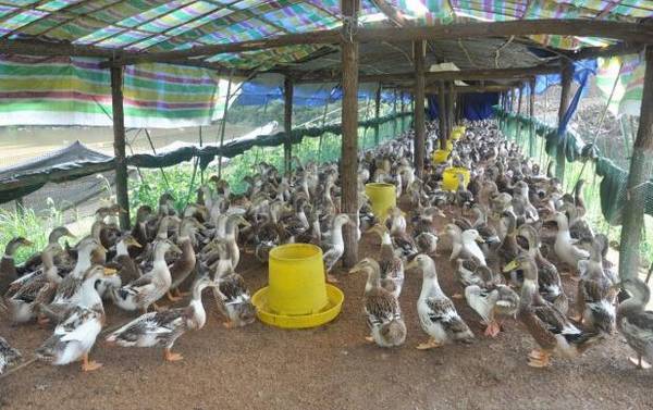 大棚养鸭时的雏鸭与成鸭管理_养鸭