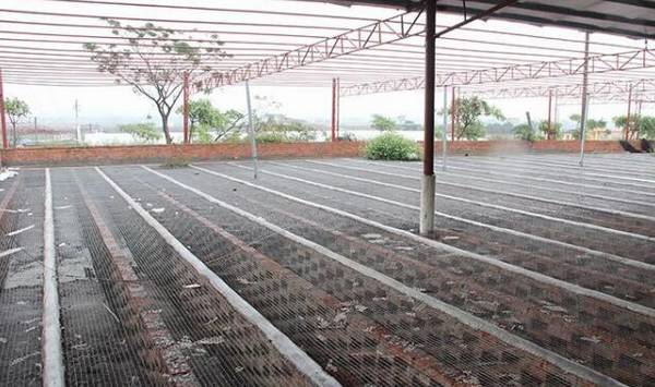 大棚养鸭的饲养管理要点_养鸭