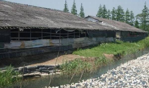 养肉鸭节省饲料的常用方法_养鸭