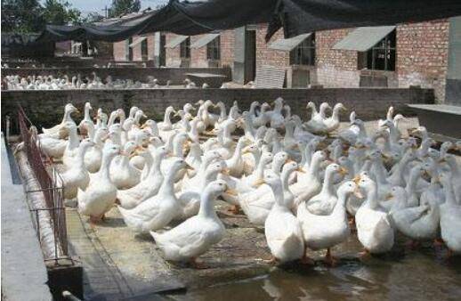 肉鸭怎么用中药育肥,肉鸭育肥饲料中药配方_养鸭