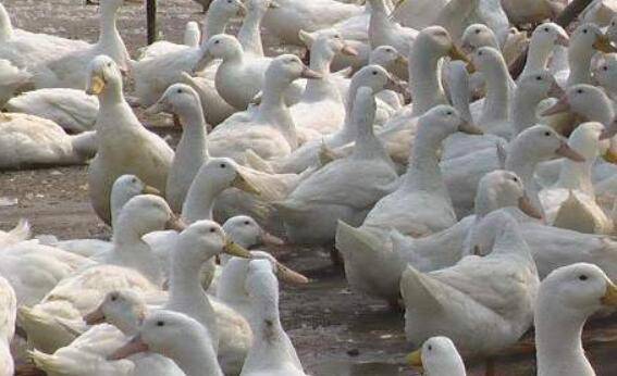 肉鸭不同生长阶段的饲料配方_养鸭