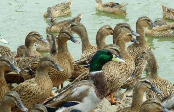 养肉鸭节省饲料的常用方法_养鸭