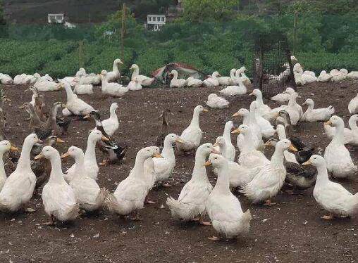 鸭子爱吃的野生饲料_养鸭