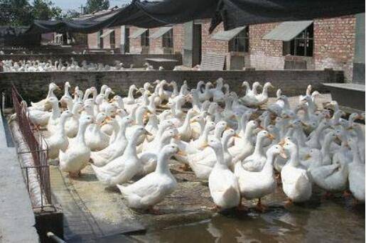 养鸭常用饲料种类,鸭饲料搭配大全_养鸭