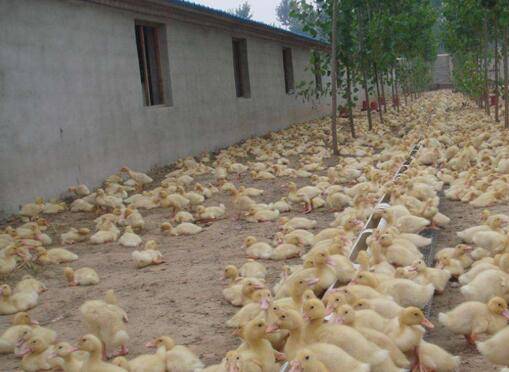 蛋鸭为什么限饲,蛋鸭限饲的好处_养鸭