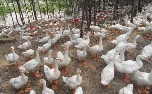 规模养蛋鸭的注意事项_养鸭