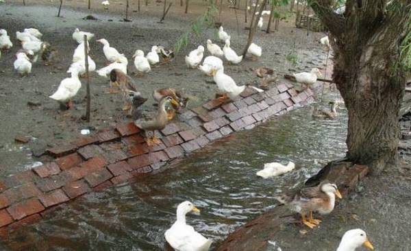 秋季蛋鸭的防寒工作_养鸭