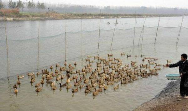 养鸭密度多少为好_养鸭
