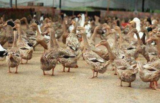 养鸭要注意的四大问题_养鸭