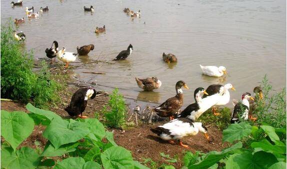 养鸭出栏率的影响因素_养鸭