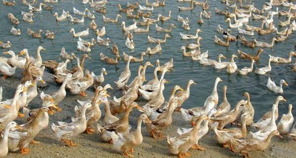 鱼塘养鸭的四个注意事项_养鸭