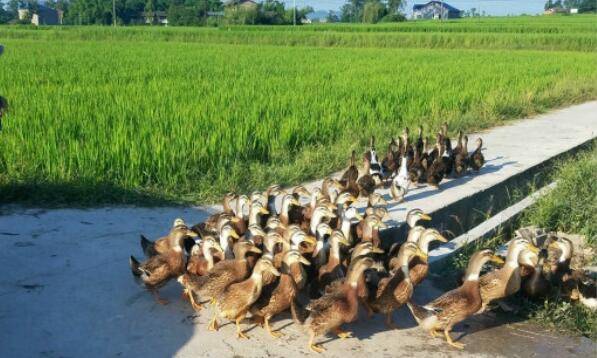 养鸭要办什么手续_养鸭