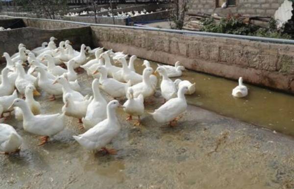 养鸭废水处理办法_养鸭