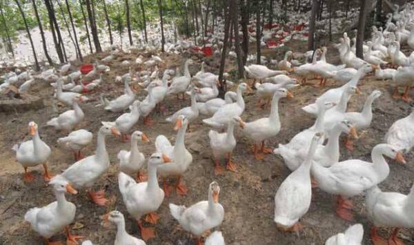 养鸭什么时间控料_养鸭