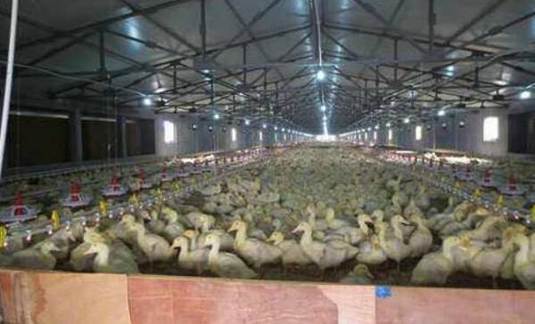 鸭棚消毒的具体方法_养鸭