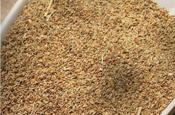 低成本自制鸭饲料的注意事项_养鸭