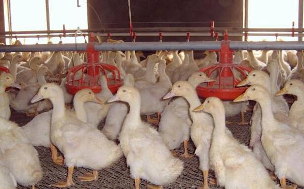 低成本自制鸭饲料配方大全_养鸭