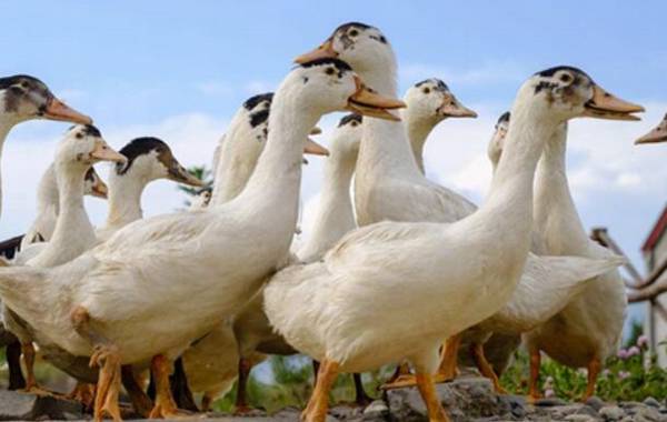 鸭啄羽怎么治,治鸭啄羽的土方法_养鸭