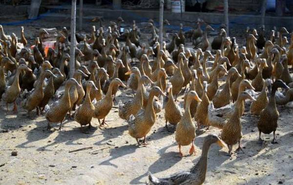影响蛋鸭产蛋的三大因素_养鸭