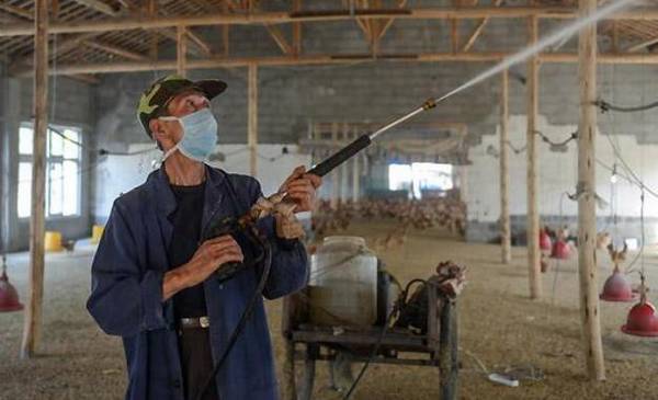 鸡舍内外消毒程序与一般步骤_养鸡