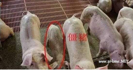 僵猪的类型,僵猪形成的原因_养猪