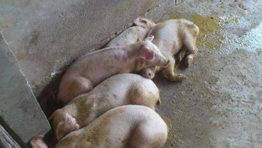 猪腹泻防控根源何在,重点在提高母猪免疫_养殖问答