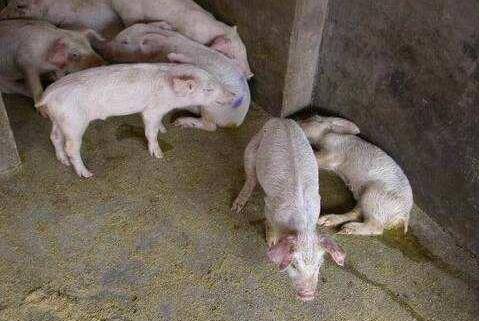 一出生就呕吐腹泻脱水的仔猪还要治疗吗?_养殖问答