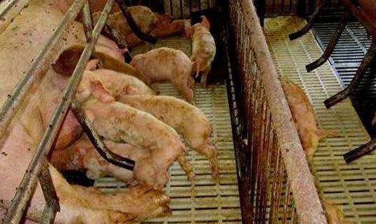 仔猪腹泻后多长时间治疗效果最好?_养殖问答