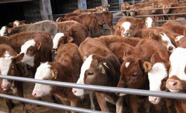 养殖补贴针对养殖数量与品种的补贴_养殖问答