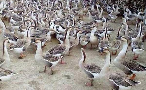 养殖补贴针对养殖数量与品种的补贴_养殖问答