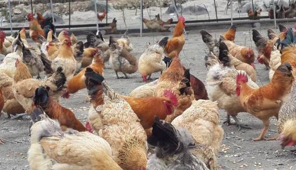 养鸡补贴数额与领取条件是什么_养殖问答