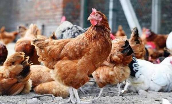 农村养鸡补贴标准,养一万只鸡补贴多少_养殖问答