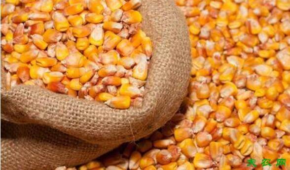 玉米喂猪怎么喂,养猪喂玉米的注意事项_养猪