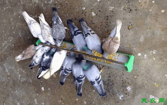 鸽子一天吃多少粮食,鸽子一天的食量大小_养鸽
