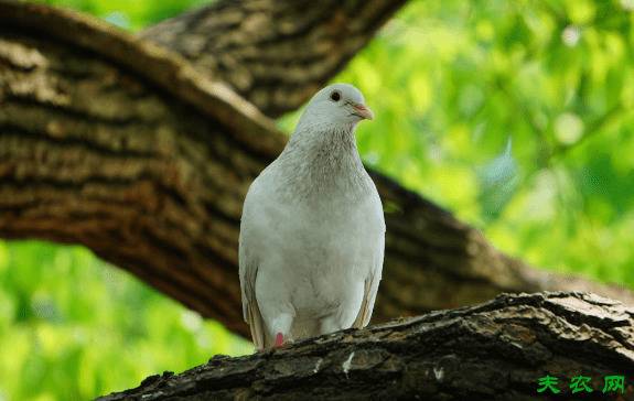 鸽子怎么分辨性别,看鸽子公母的方法_养鸽