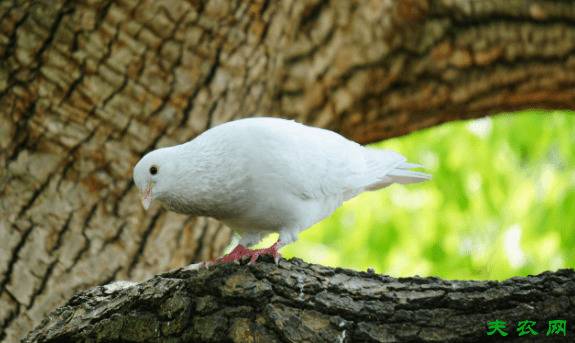 鸽子怎么喂沙子,鸽子喂保健砂(沙)的方法_养鸽