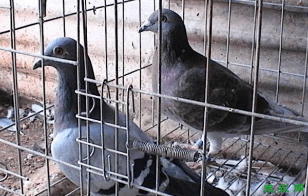 鸽子一天喂几次好,鸽子的喂食时间规律_养鸽