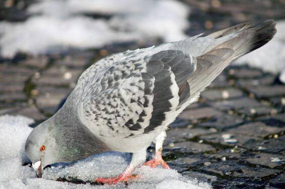 冬季养鸽的三点注意事项_养鸽