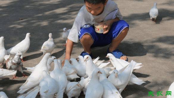 喂鸽子有窍门,四大喂鸽方法看一看_养鸽