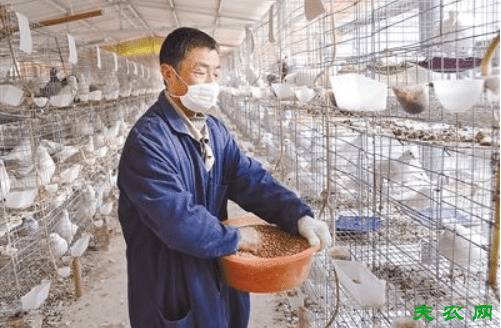 鸽子怎么喂食好,鸽子的正确喂食方法_养鸽