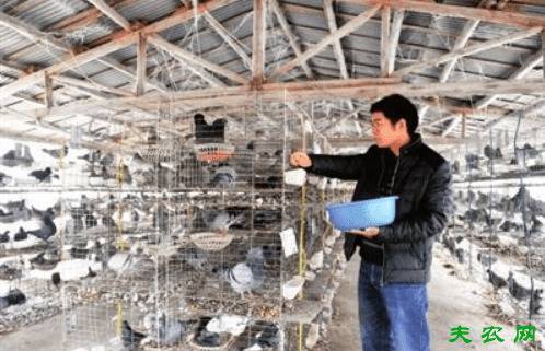 鸽子怎么喂食好,鸽子的正确喂食方法_养鸽