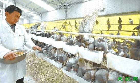 鸽子怎么喂食好,鸽子的正确喂食方法_养鸽