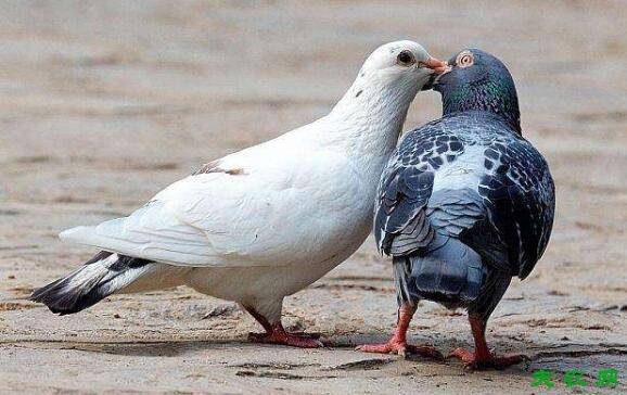 鸽子怎么配对,鸽子的配对方法_养鸽