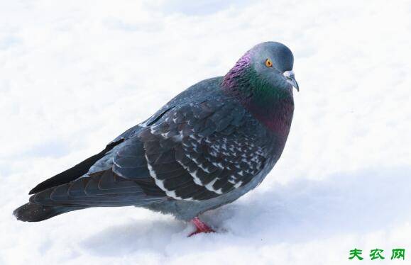 冬季养鸽的三点注意事项_养鸽