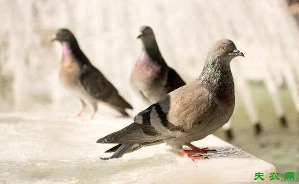 冬季养鸽的三点注意事项_养鸽