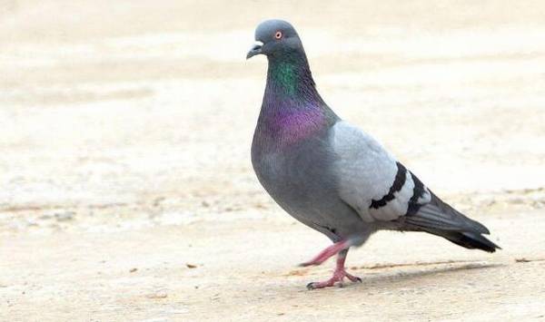 鸽子雌雄性别的鉴别方法,适用不同生长期鸽子的鉴别_养鸽