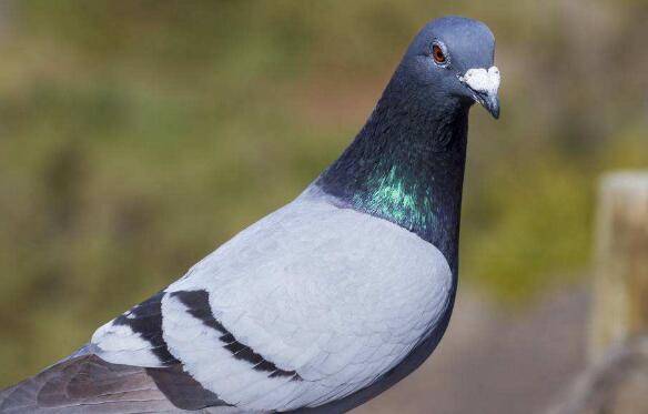 鸽子雌雄性别的鉴别方法,适用不同生长期鸽子的鉴别_养鸽