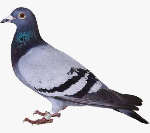 鸽子雌雄性别的鉴别方法,适用不同生长期鸽子的鉴别_养鸽