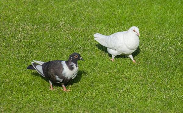 鸽子吃什么食物,鸽子常吃的饲料有哪些_养鸽